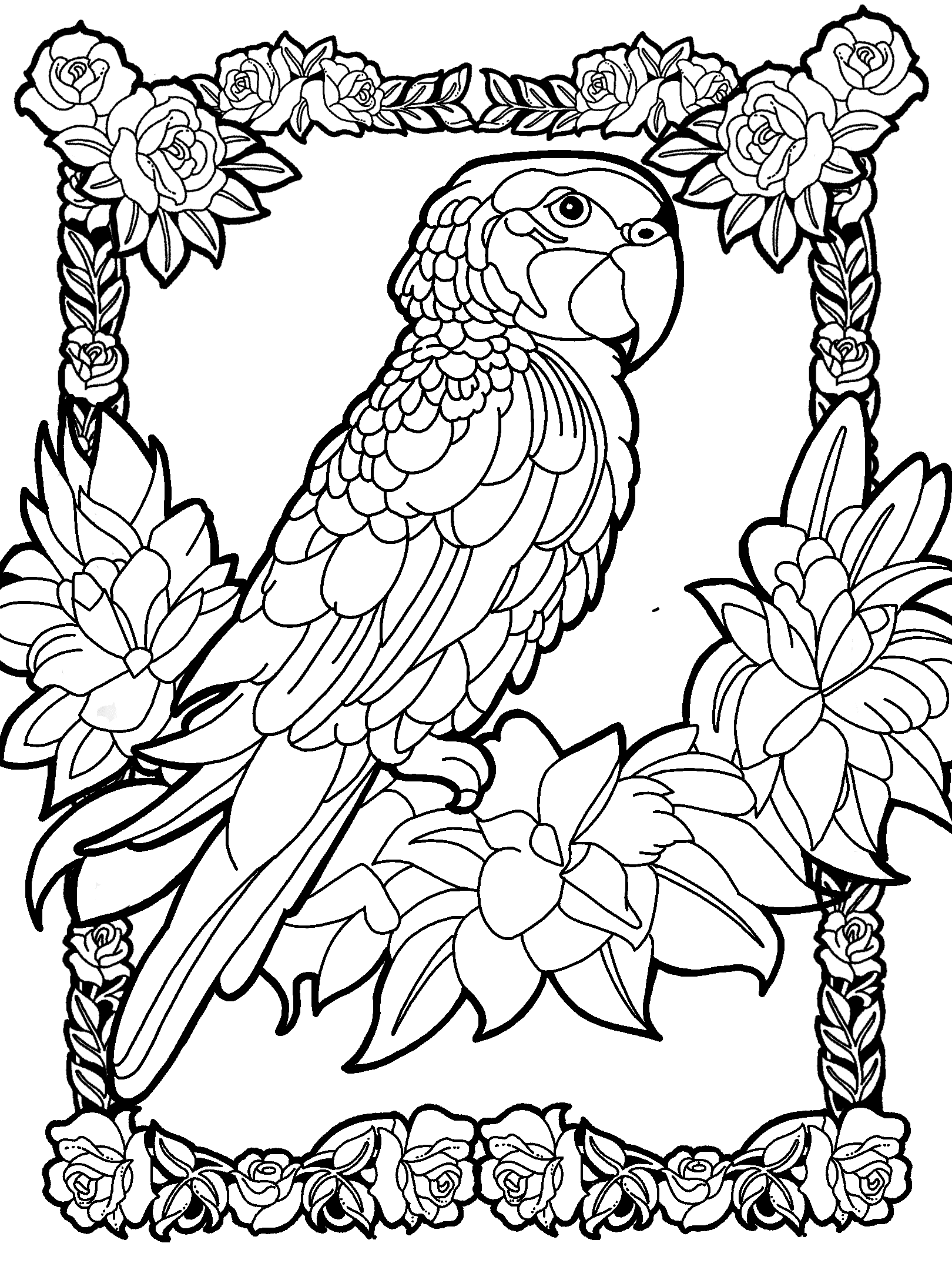 Parrot No. 3